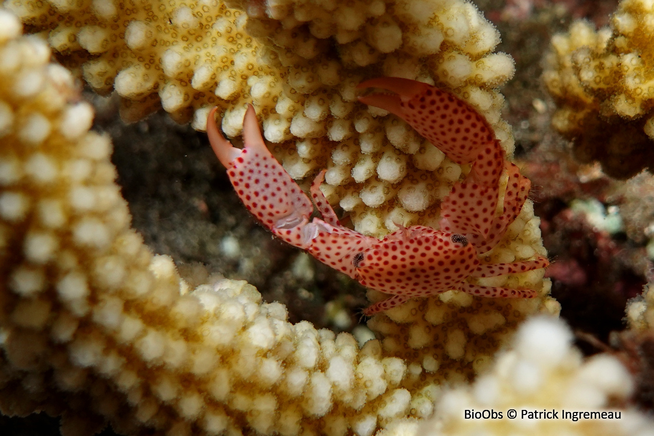Crabe corallicole à pois rouges - Trapezia rufopunctata - Patrick Ingremeau - BioObs