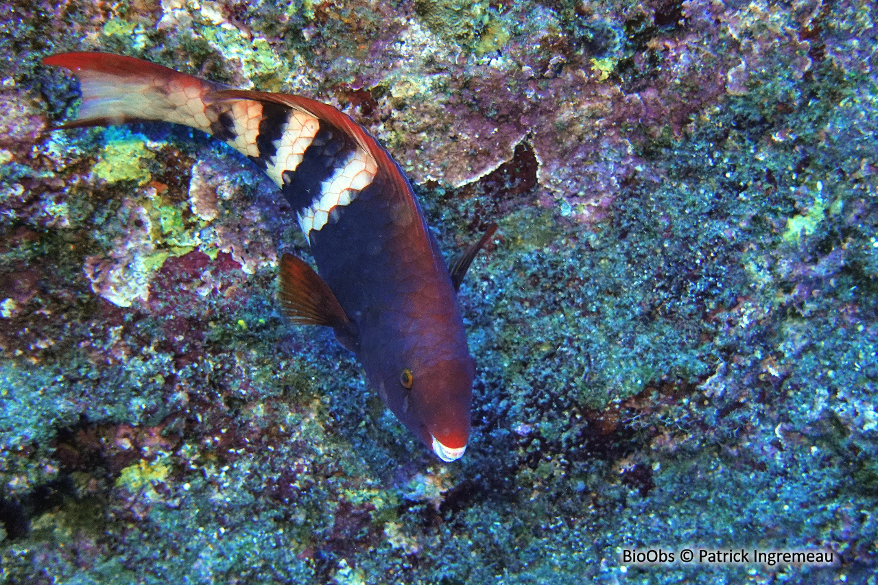 Perroquet à bandes rouges - Scarus caudofasciatus - Patrick Ingremeau - BioObs