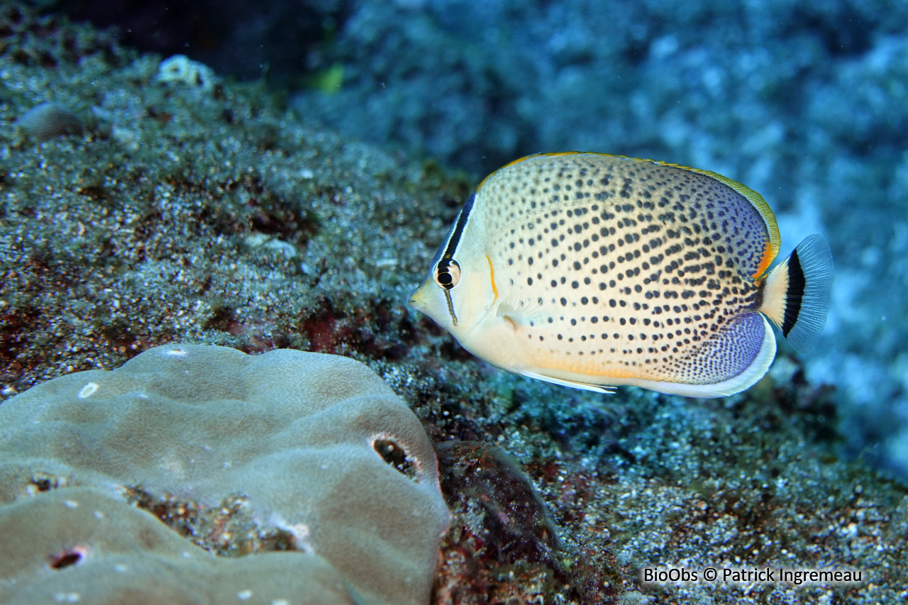 Poisson-papillon moucheté - Chaetodon guttatissimus - Patrick Ingremeau - BioObs