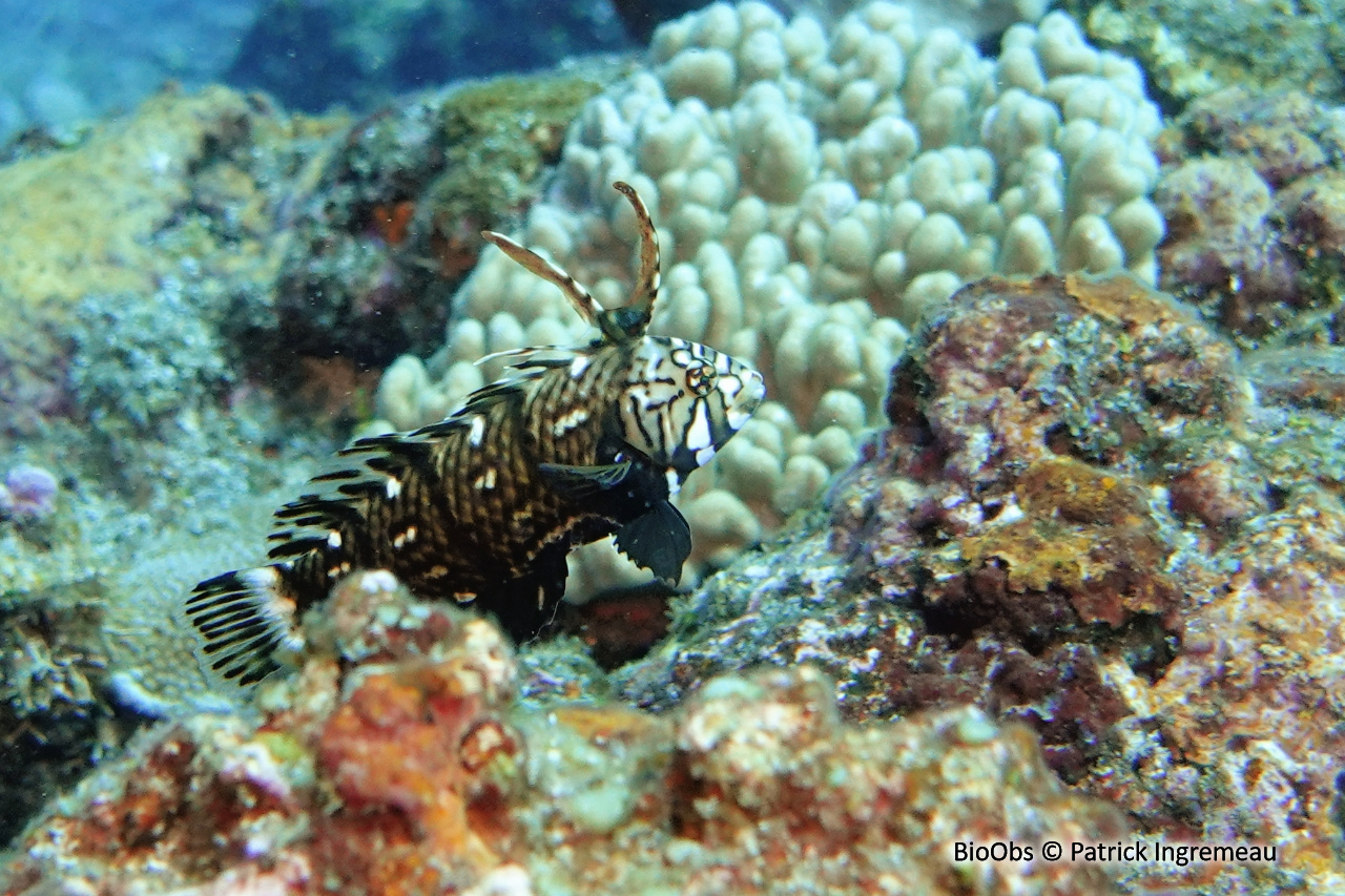 labre-rasoir masqué - Novaculichthys taeniourus - Patrick Ingremeau - BioObs