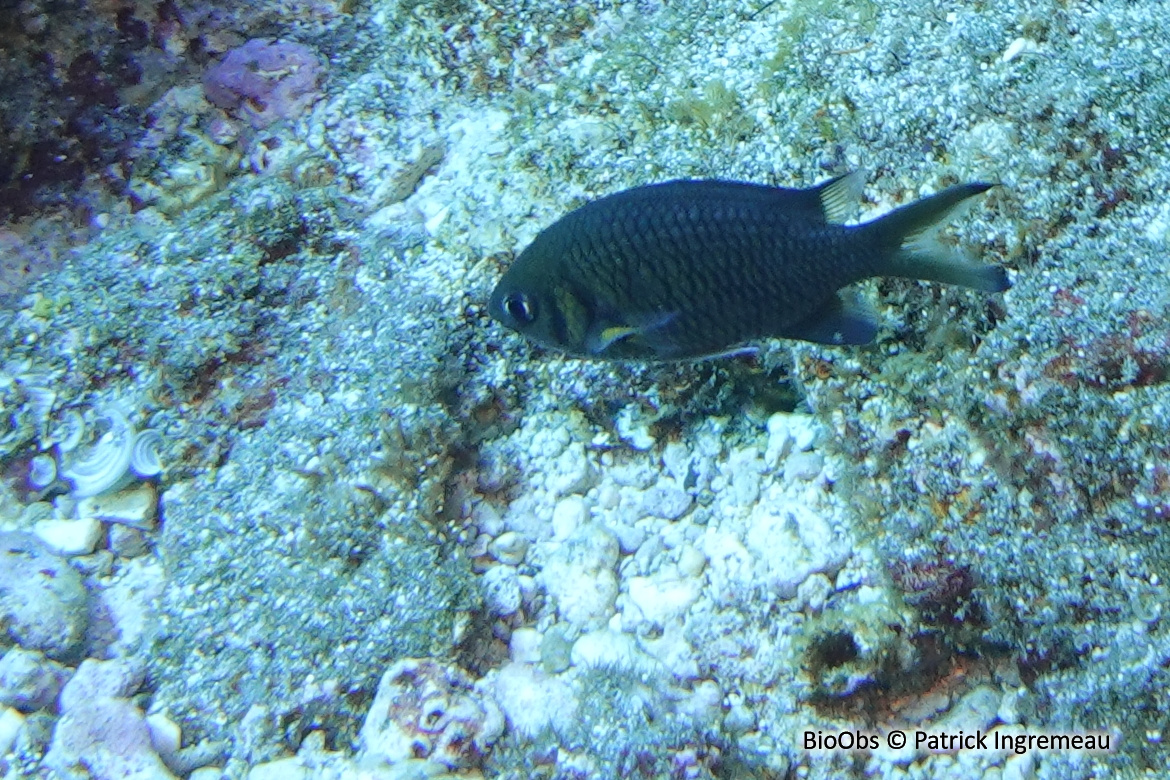 Chromis de Weber - Chromis weberi - Patrick Ingremeau - BioObs