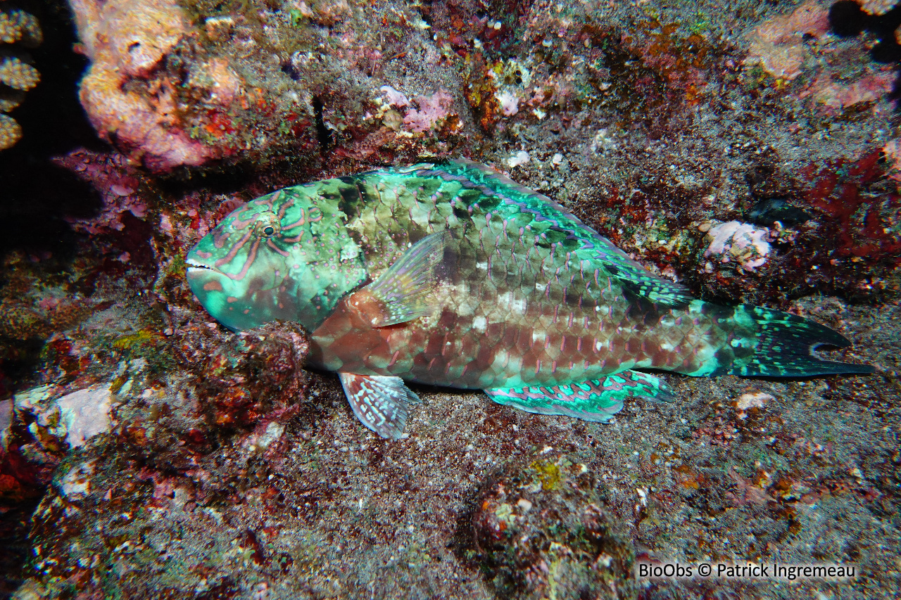 Perroquet des Carolines - Calotomus carolinus - Patrick Ingremeau - BioObs