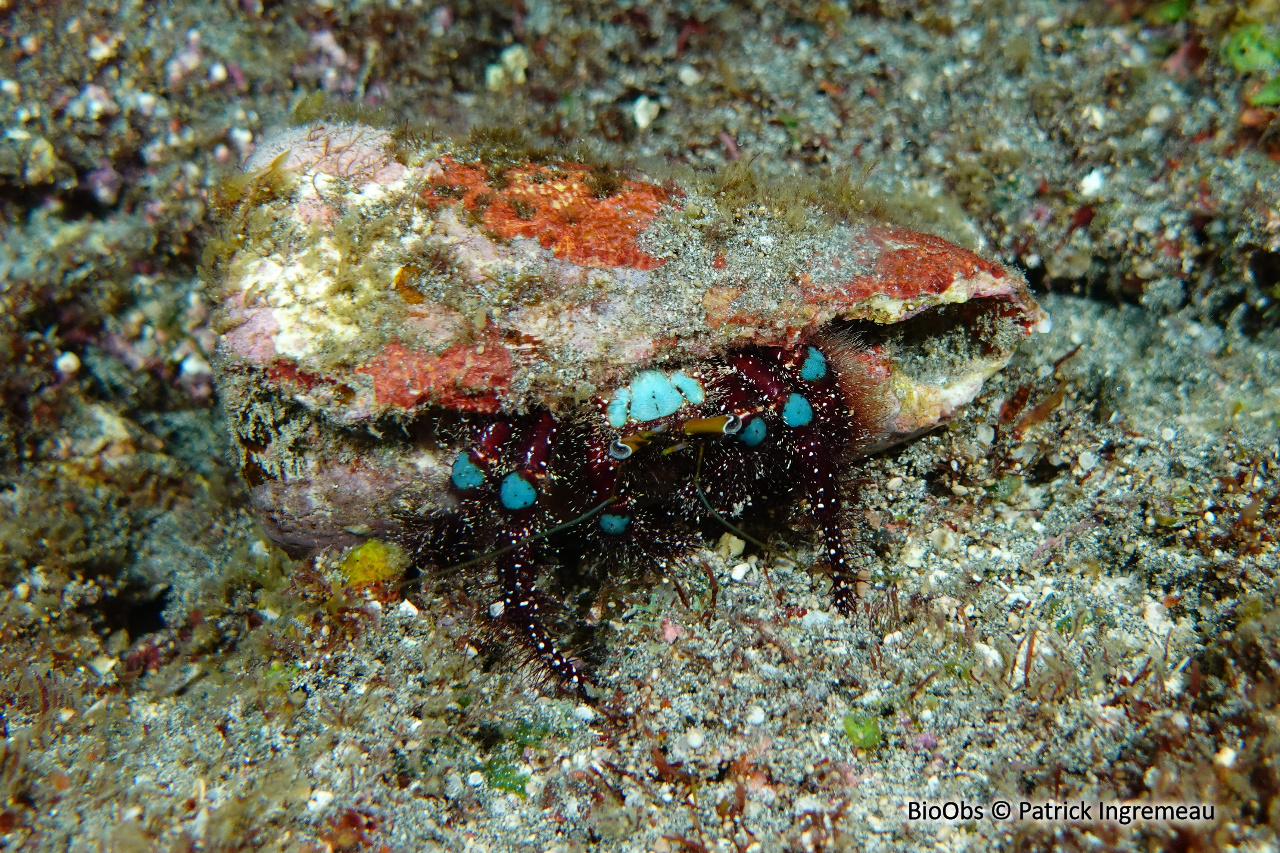 Bernard l'ermite à genoux bleus - Dardanus guttatus - Patrick Ingremeau - BioObs