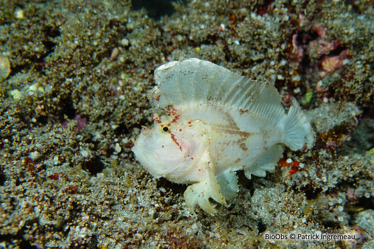 Poisson-scorpion feuille - Taenianotus triacanthus - Patrick Ingremeau - BioObs