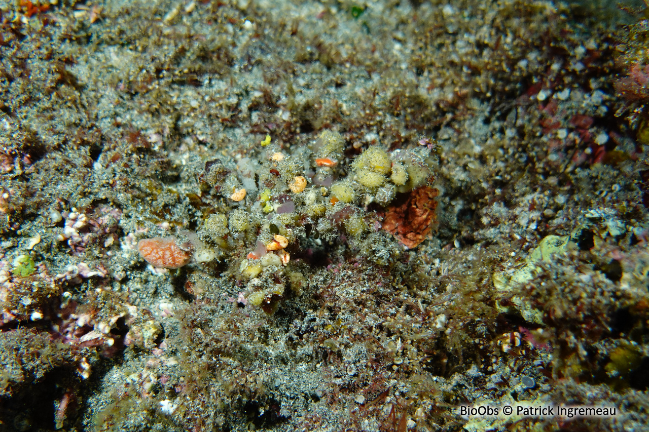 Crabe décorateur - Camposcia retusa - Patrick Ingremeau - BioObs