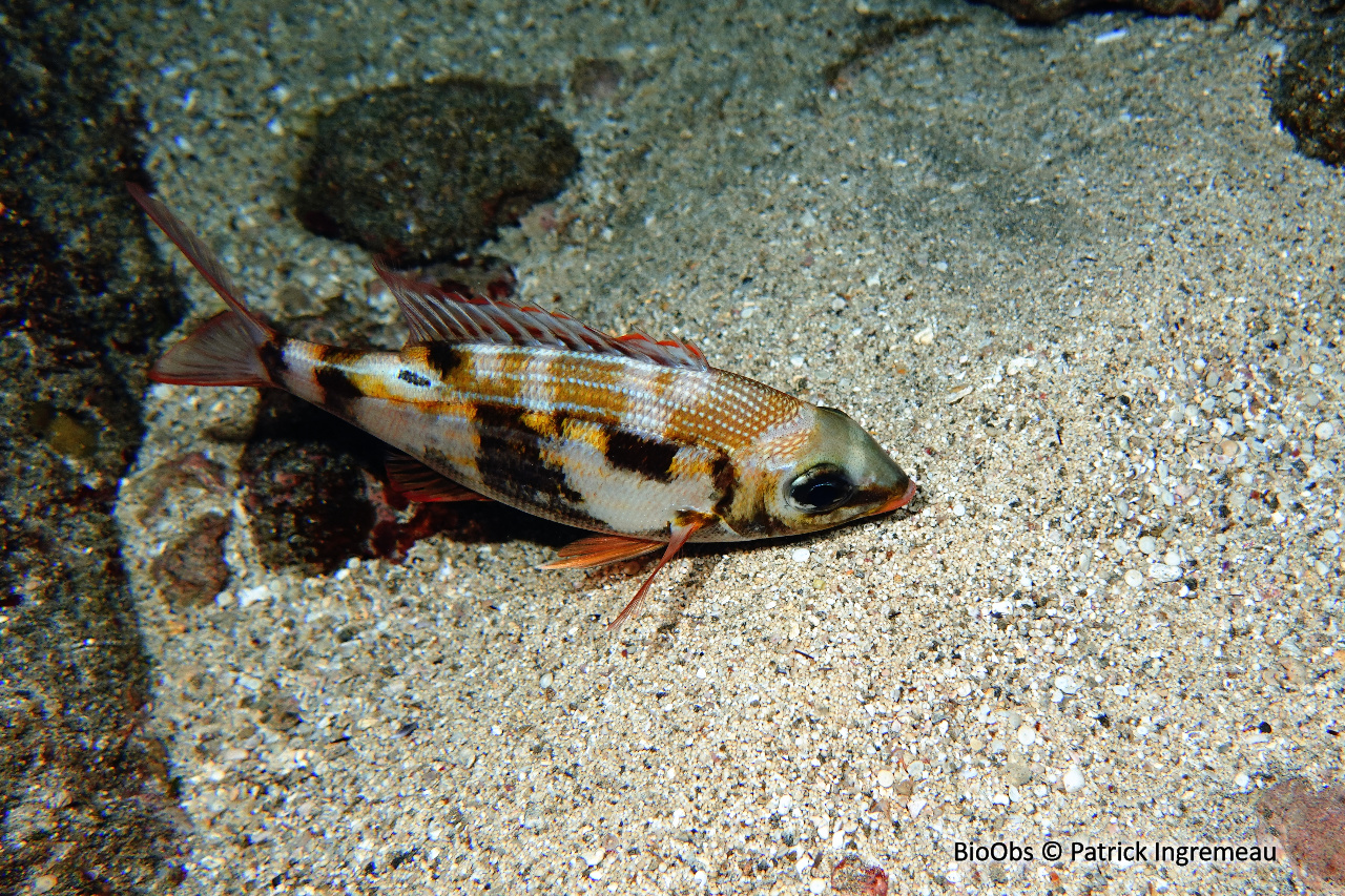 Empereur strié - Gnathodentex aureolineatus - Patrick Ingremeau - BioObs