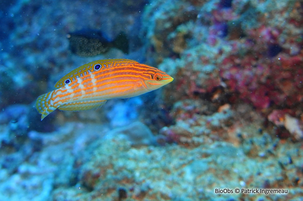 Girelle à raies d'or - Halichoeres cosmetus - Patrick Ingremeau - BioObs