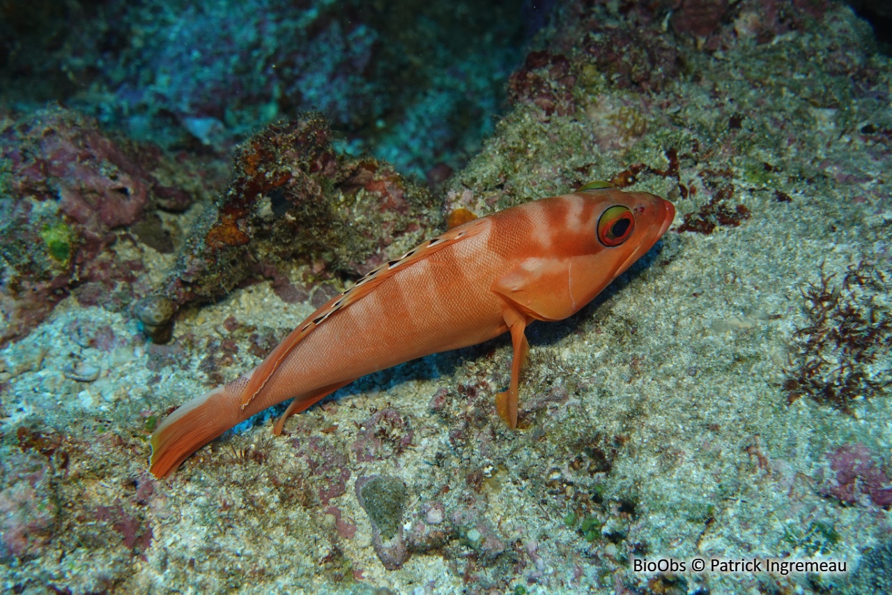 Mérou oriflamme - Epinephelus fasciatus - Patrick Ingremeau - BioObs