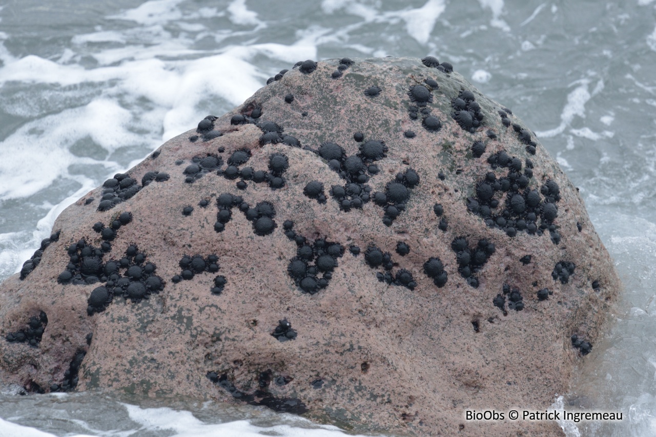 Oursin-casque - Colobocentrotus (Podophora) atratus - Patrick Ingremeau - BioObs