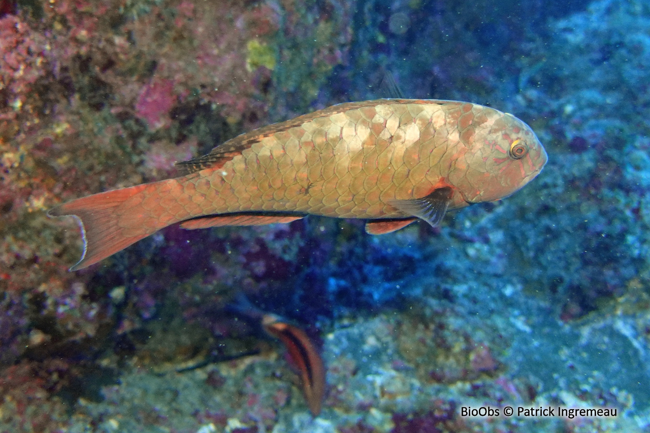 Perroquet des Carolines - Calotomus carolinus - Patrick Ingremeau - BioObs