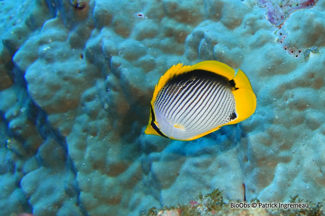 Poisson-papillon à dos noir - Chaetodon melannotus - Patrick Ingremeau - BioObs