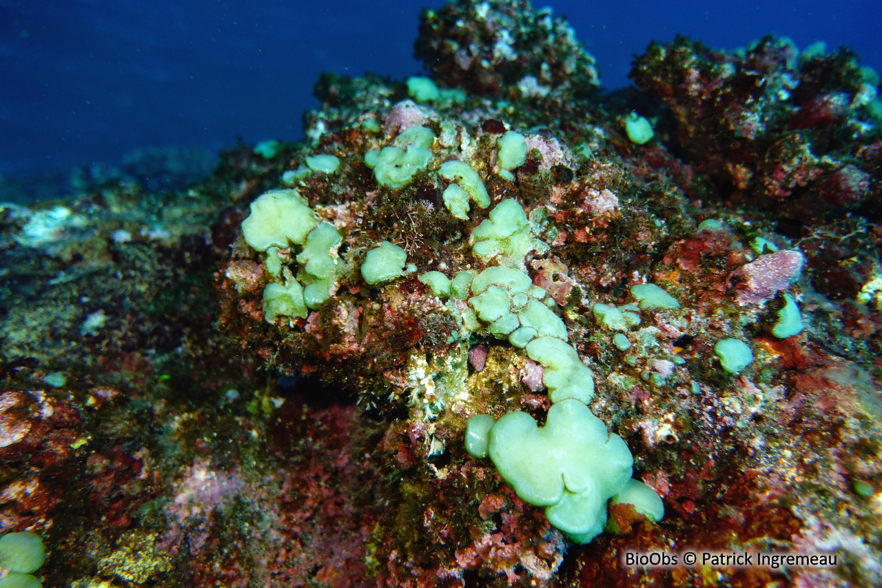 Dictyosphaeria de versluysi - Dictyosphaeria versluysii - Patrick Ingremeau - BioObs