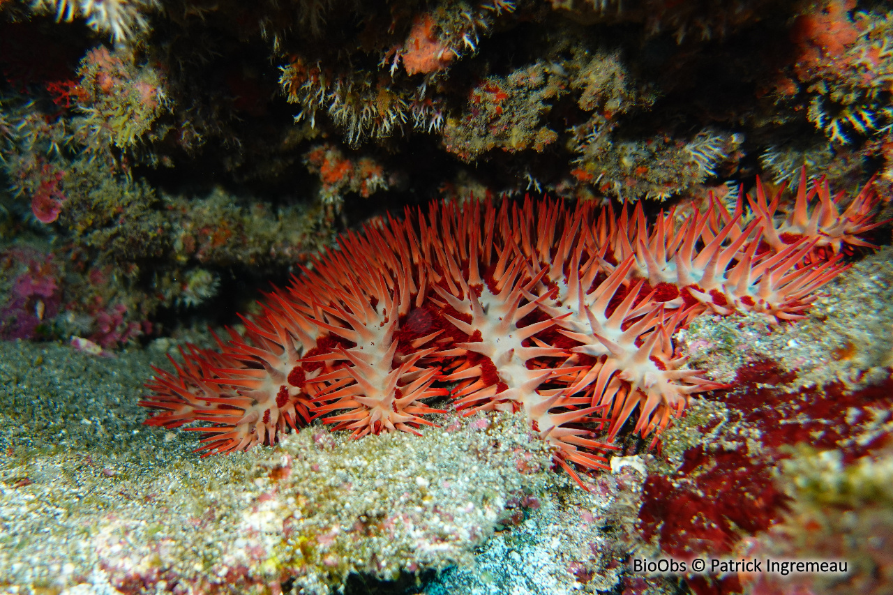 Etoile de mer couronne d'épines de Maurice - Acanthaster mauritiensis - Patrick Ingremeau - BioObs