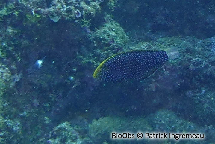 Labre léopard à points bleus - Macropharyngodon cyanoguttatus - Patrick Ingremeau - BioObs