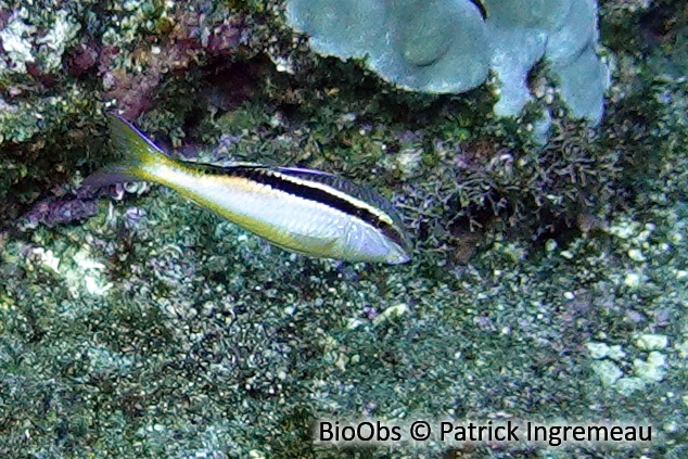 Capucin de Guezé - Parupeneus diagonalis - Patrick Ingremeau - BioObs