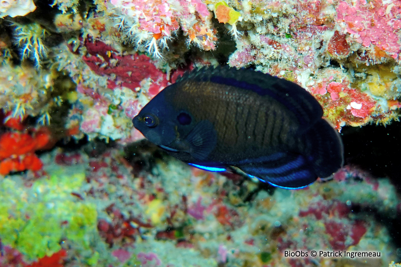 Poisson-ange nain brun - Centropyge multispinis - Patrick Ingremeau - BioObs