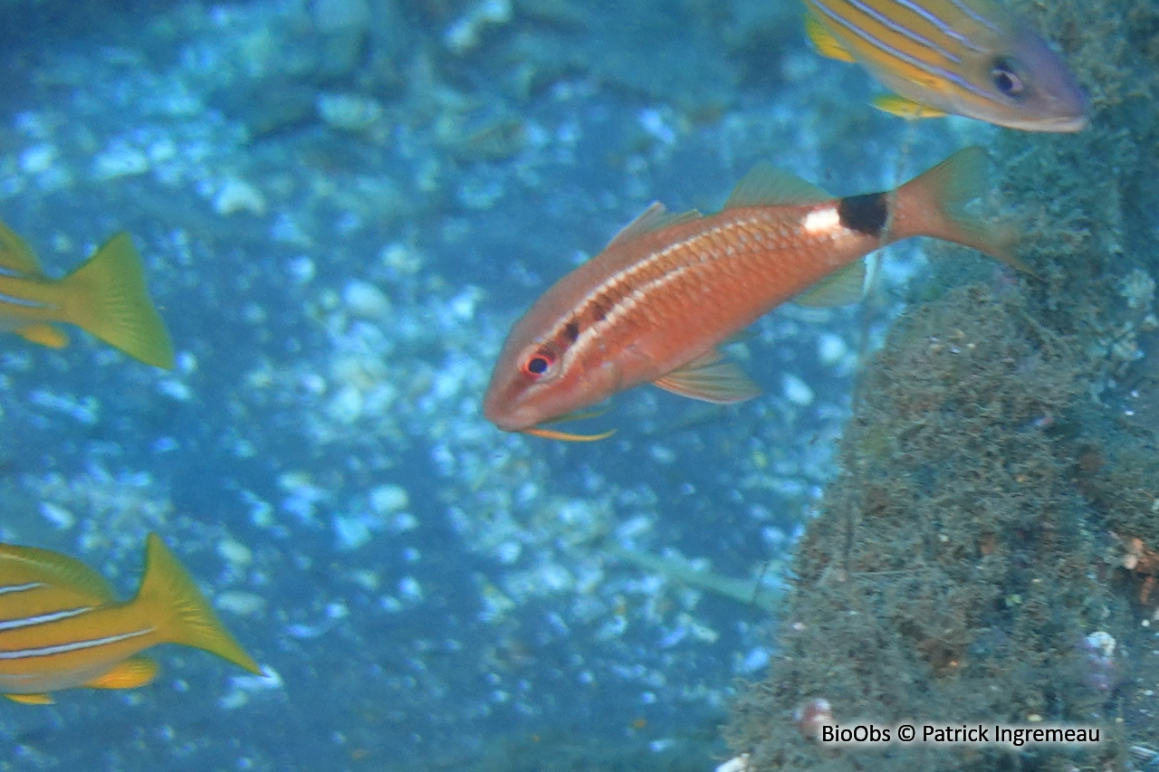 Rouget rose - Parupeneus rubescens - Patrick Ingremeau - BioObs