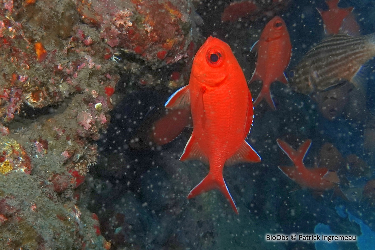 Poisson-soldat bordé de blanc - Myripristis vittata - Patrick Ingremeau - BioObs