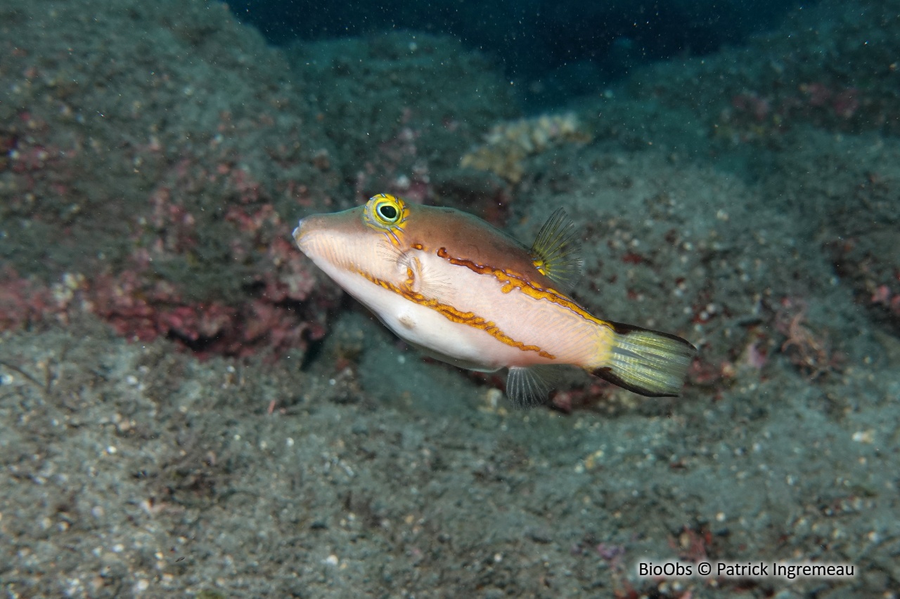 Canthigaster bicolore - Canthigaster smithae - Patrick Ingremeau - BioObs