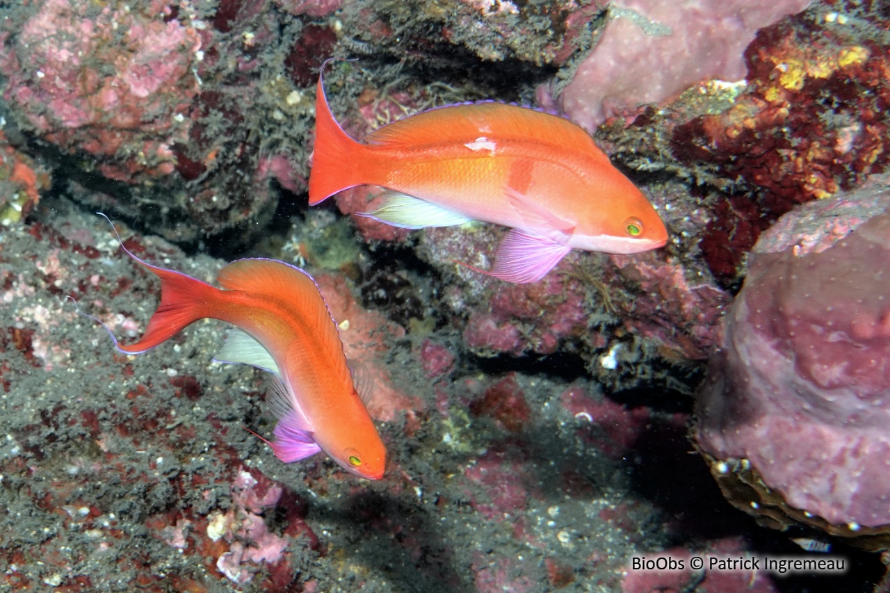 Anthias à tache rouge - Pseudanthias cooperi - Patrick Ingremeau - BioObs