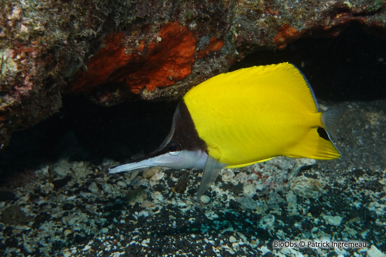 Poisson-pincette jaune - Forcipiger flavissimus - Patrick Ingremeau - BioObs