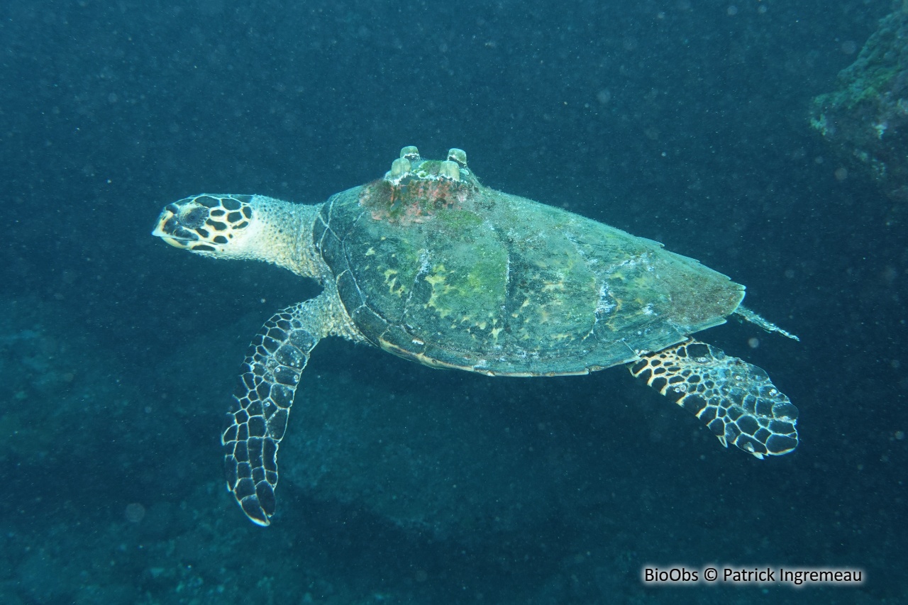 Tortue imbriquée - Eretmochelys imbricata - Patrick Ingremeau - BioObs