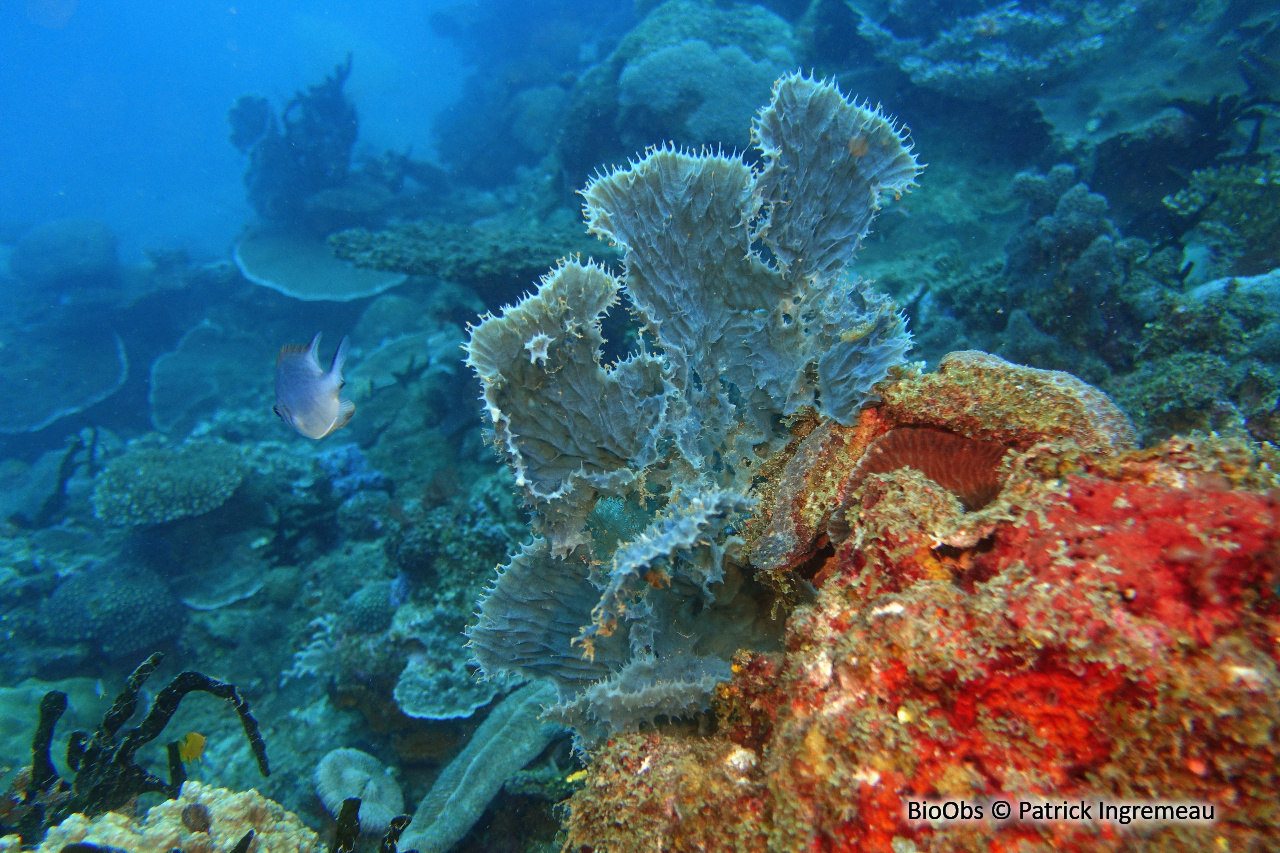 Eponge épineuse bleue - Gelliodes fibulata - Patrick Ingremeau - BioObs