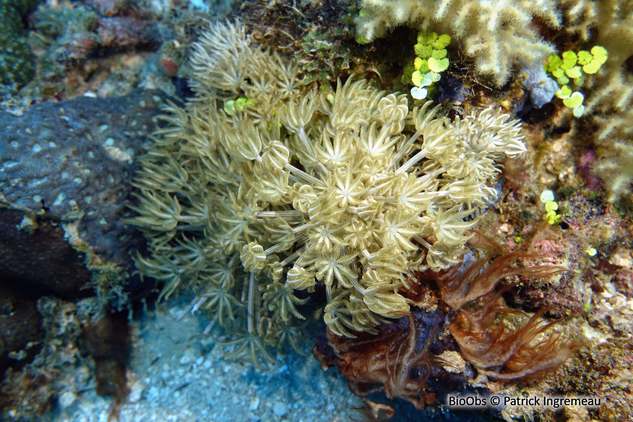 Xeniidae (famille) - Xeniidae (famille) - Patrick Ingremeau - BioObs