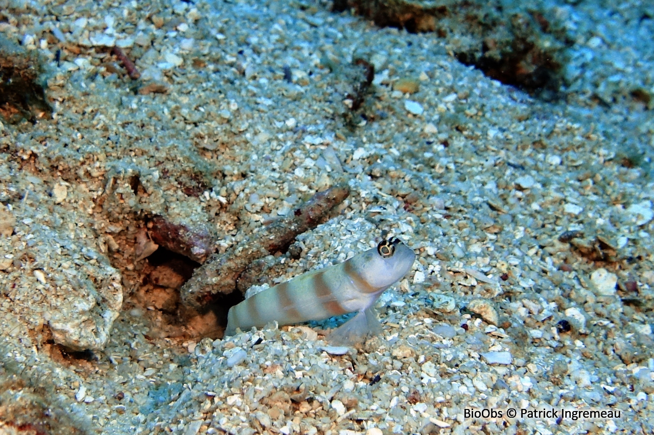 Gobie commensal de Steinitz - Amblyeleotris steinitzi - Patrick Ingremeau - BioObs