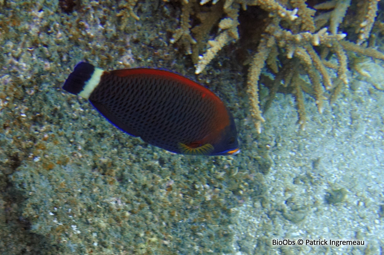 Vieille ciseaux - Pseudodax moluccanus - Patrick Ingremeau - BioObs