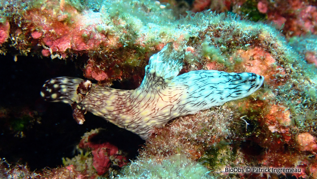 Kentrodoris veineux - Jorunna rubescens - Patrick Ingremeau - BioObs