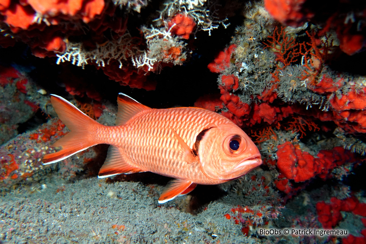 Poisson-soldat de Berndt - Myripristis berndti - Patrick Ingremeau - BioObs