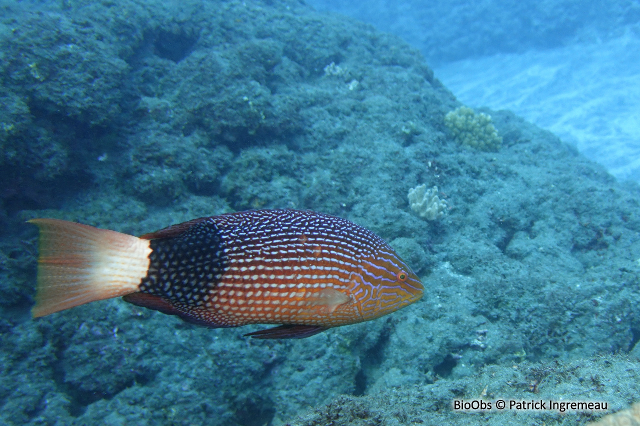 Labre brassard - Bodianus macrourus - Patrick Ingremeau - BioObs