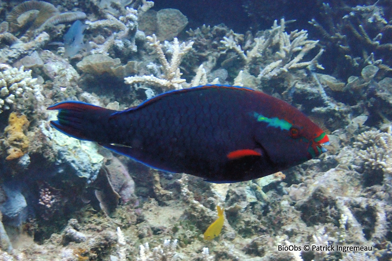 Perroquet brun - Scarus niger - Patrick Ingremeau - BioObs
