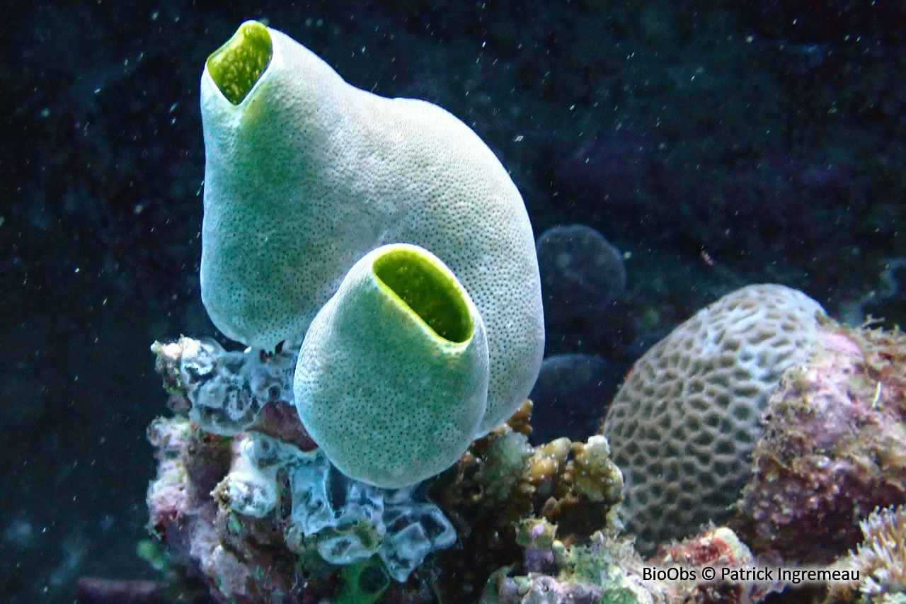 Grande synascidie-urne - Didemnum molle - Patrick Ingremeau - BioObs