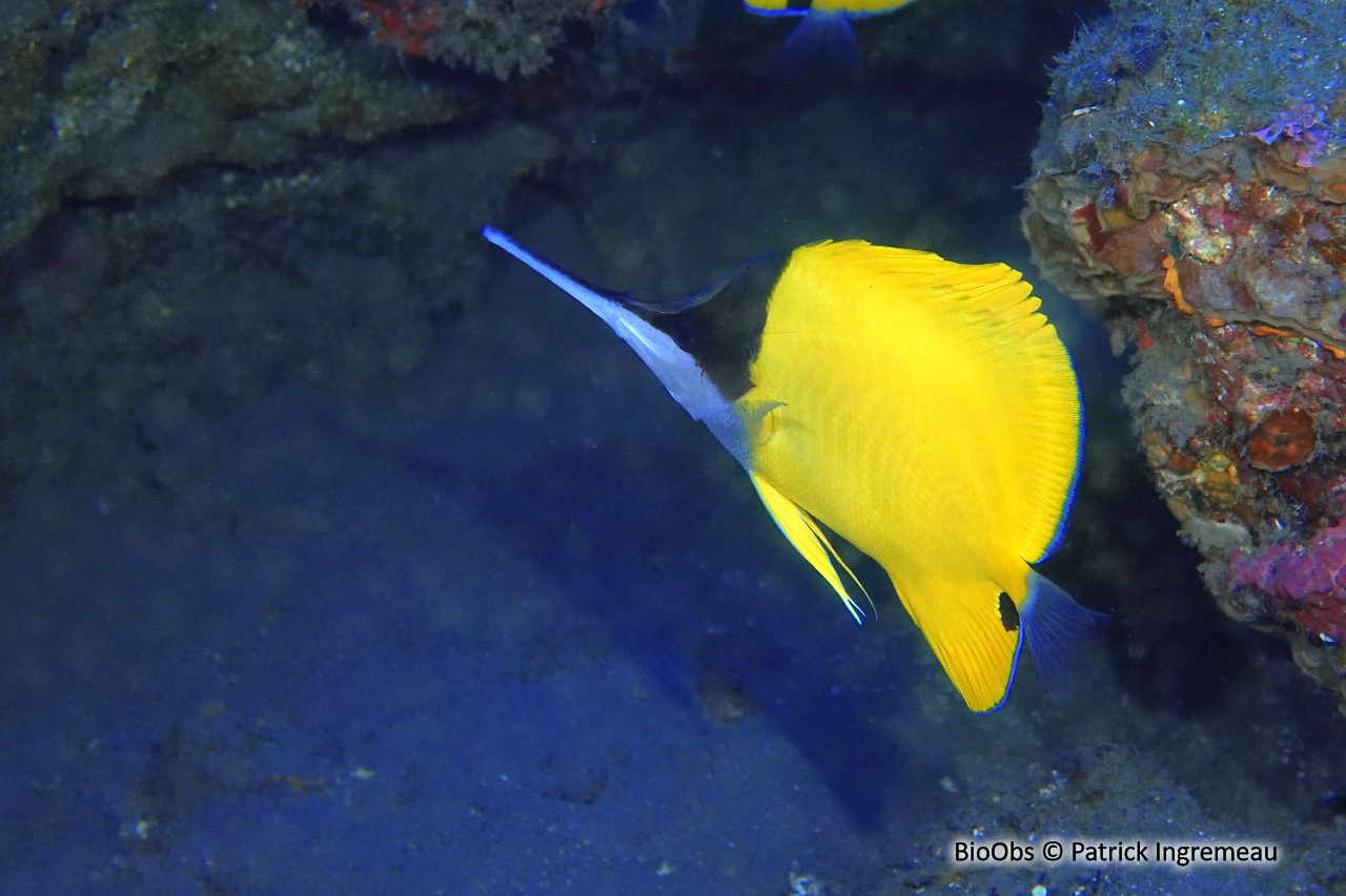 Poisson-pincette à très long nez - Forcipiger longirostris - Patrick Ingremeau - BioObs