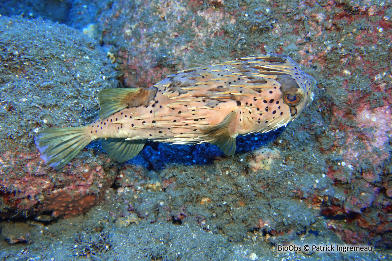 Porc-épic ballon - Diodon holocanthus - Patrick Ingremeau - BioObs
