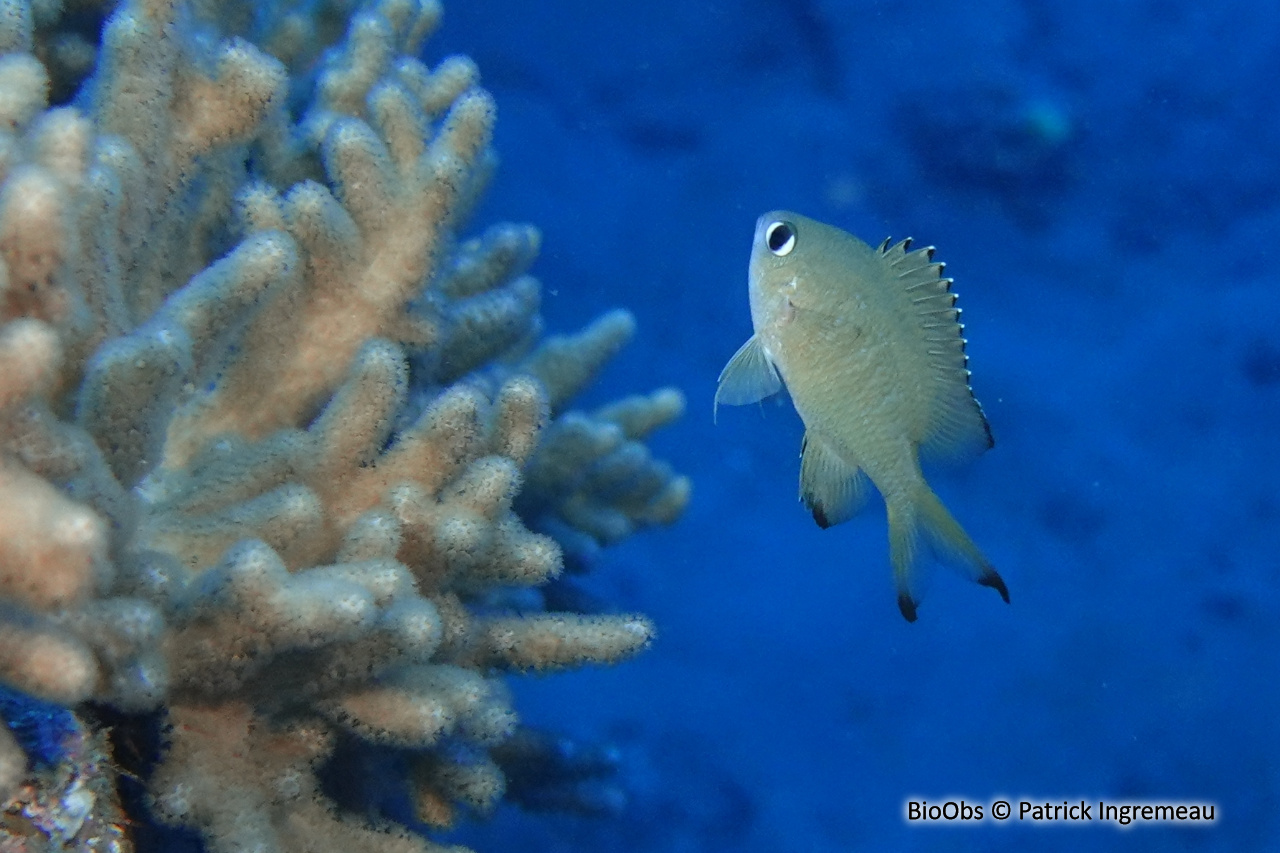 Chromis écailleux - Chromis lepidolepis - Patrick Ingremeau - BioObs