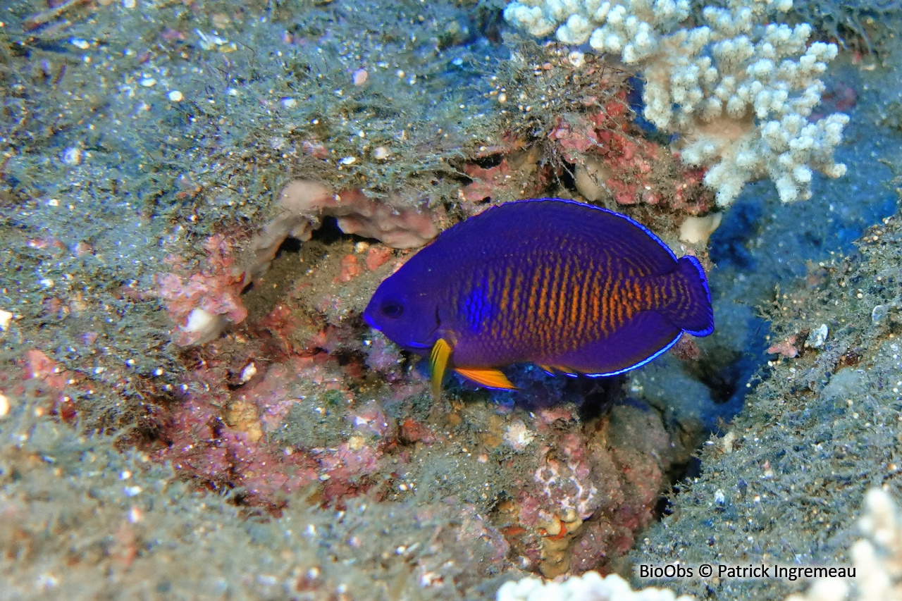 Poisson-ange nain à deux épines - Centropyge bispinosa - Patrick Ingremeau - BioObs