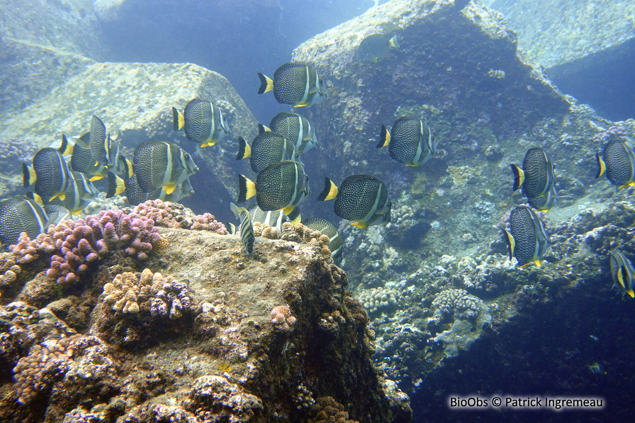 Chirurgien-pintade - Acanthurus guttatus - Patrick Ingremeau - BioObs