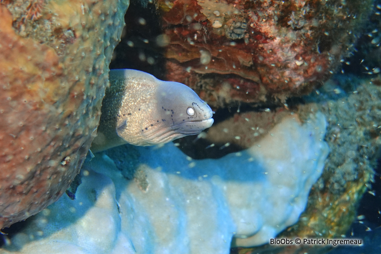 Murène tatouée - Gymnothorax griseus - Patrick Ingremeau - BioObs