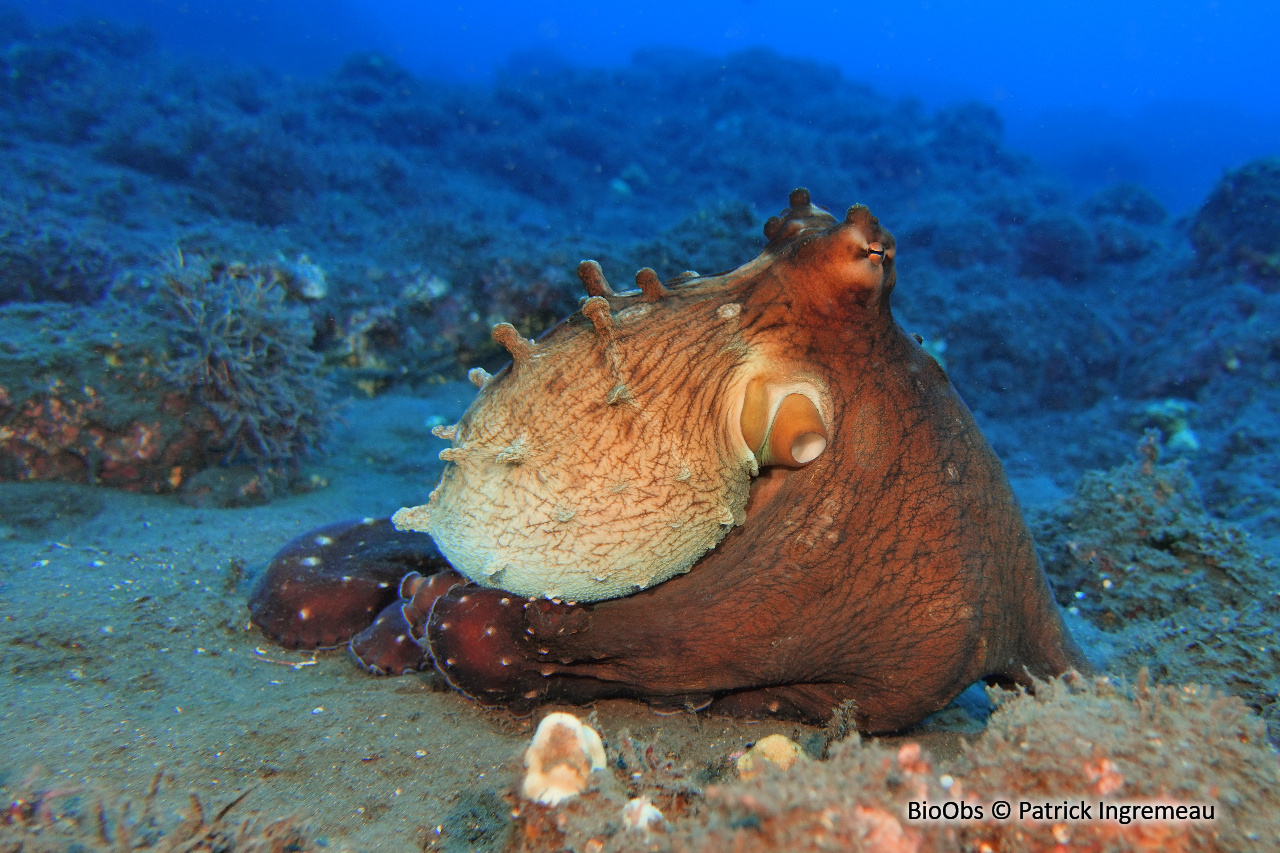 Poulpe de récif - Octopus cyanea - Patrick Ingremeau - BioObs