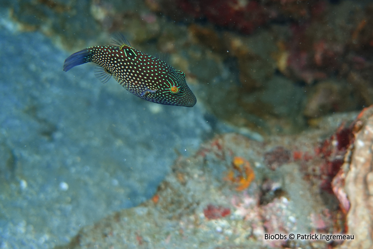 Canthigaster alvéolé - Canthigaster janthinoptera - Patrick Ingremeau - BioObs