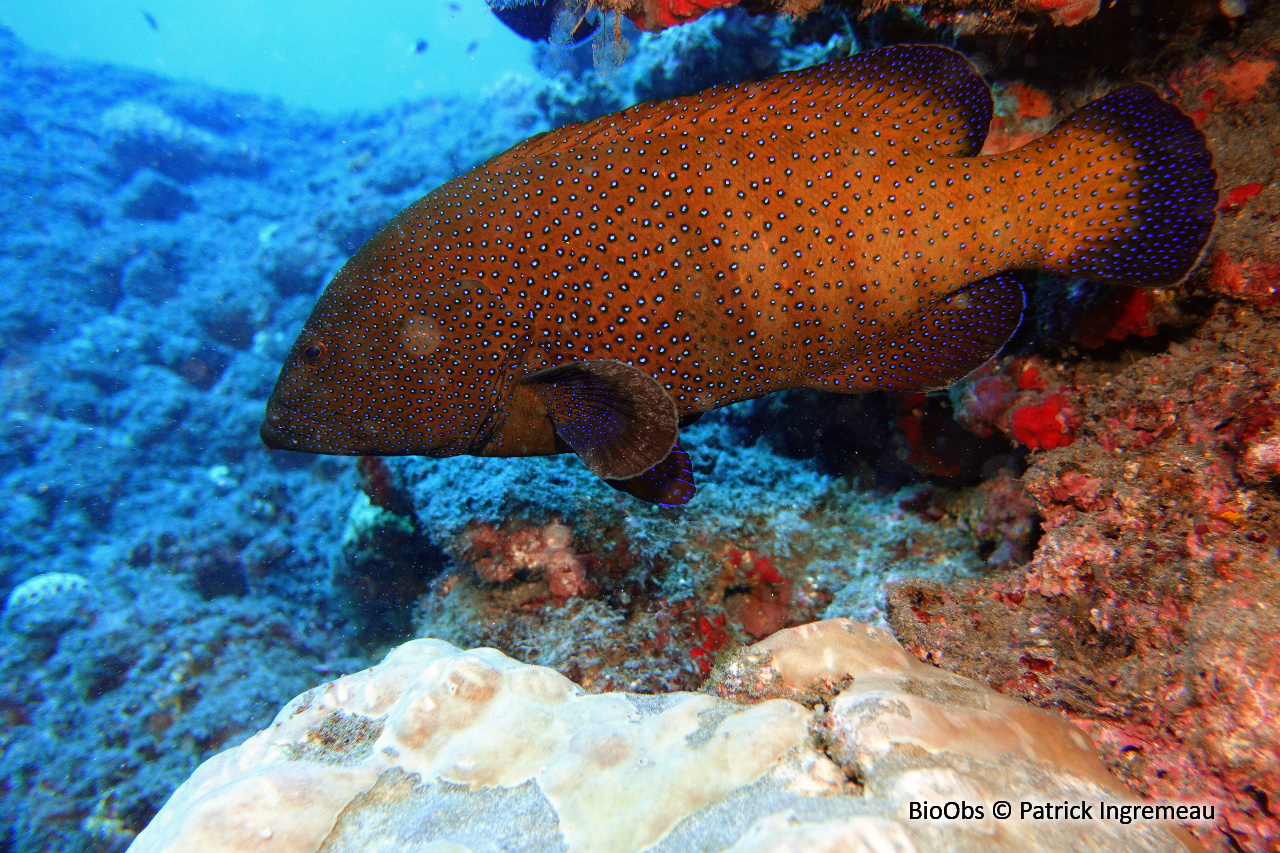 Mérou céleste - Cephalopholis argus - Patrick Ingremeau - BioObs