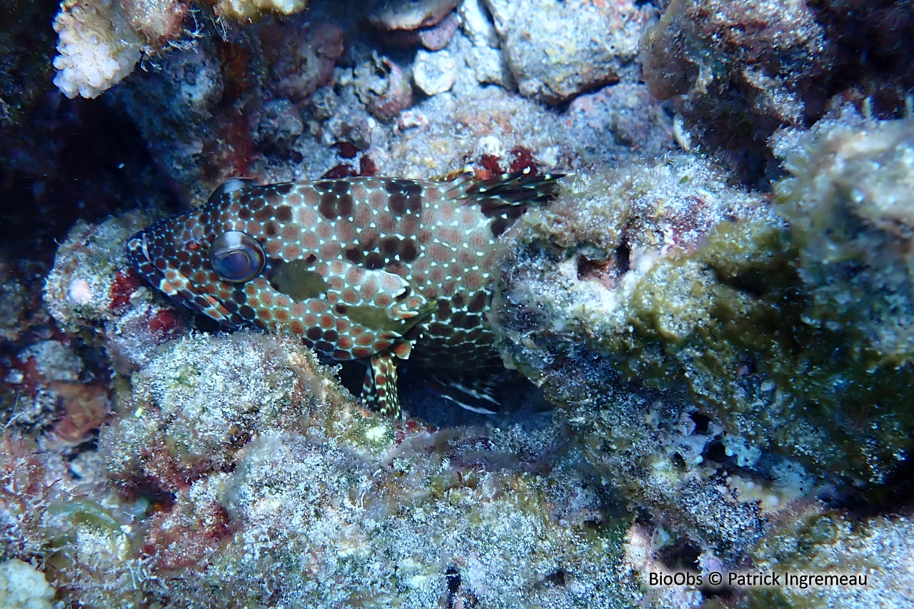 Mérou mélifère - Epinephelus hexagonatus - Patrick Ingremeau - BioObs