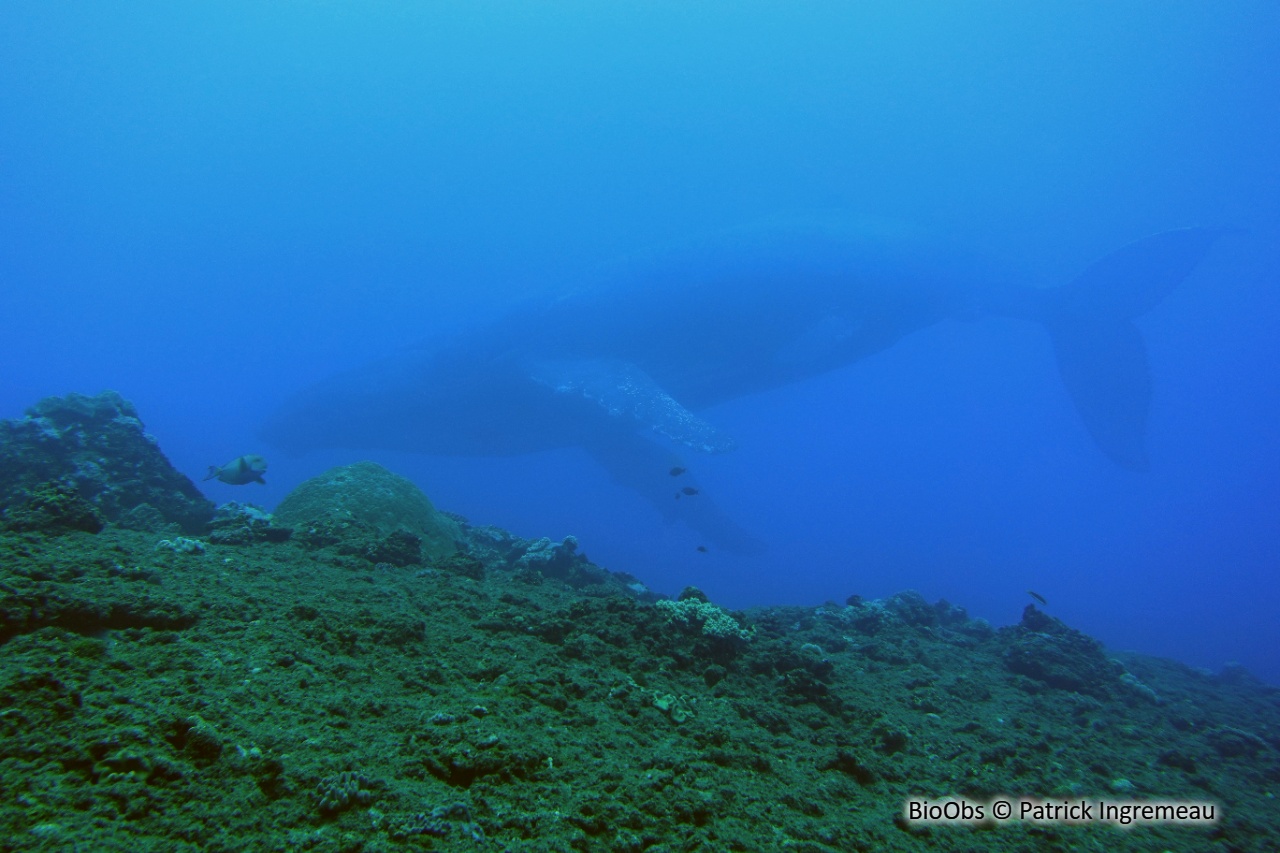 Baleine à bosse - Megaptera novaeangliae - Patrick Ingremeau - BioObs