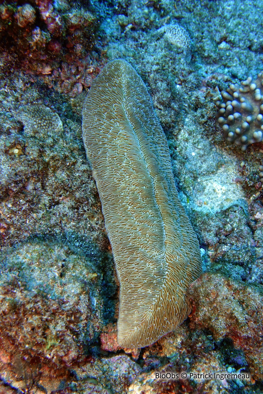 Corail-boomerang - Herpolitha limax - Patrick Ingremeau - BioObs