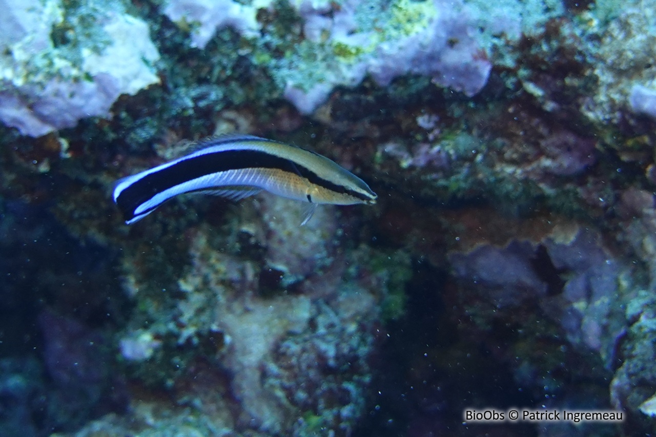 Labre nettoyeur commun - Labroides dimidiatus - Patrick Ingremeau - BioObs