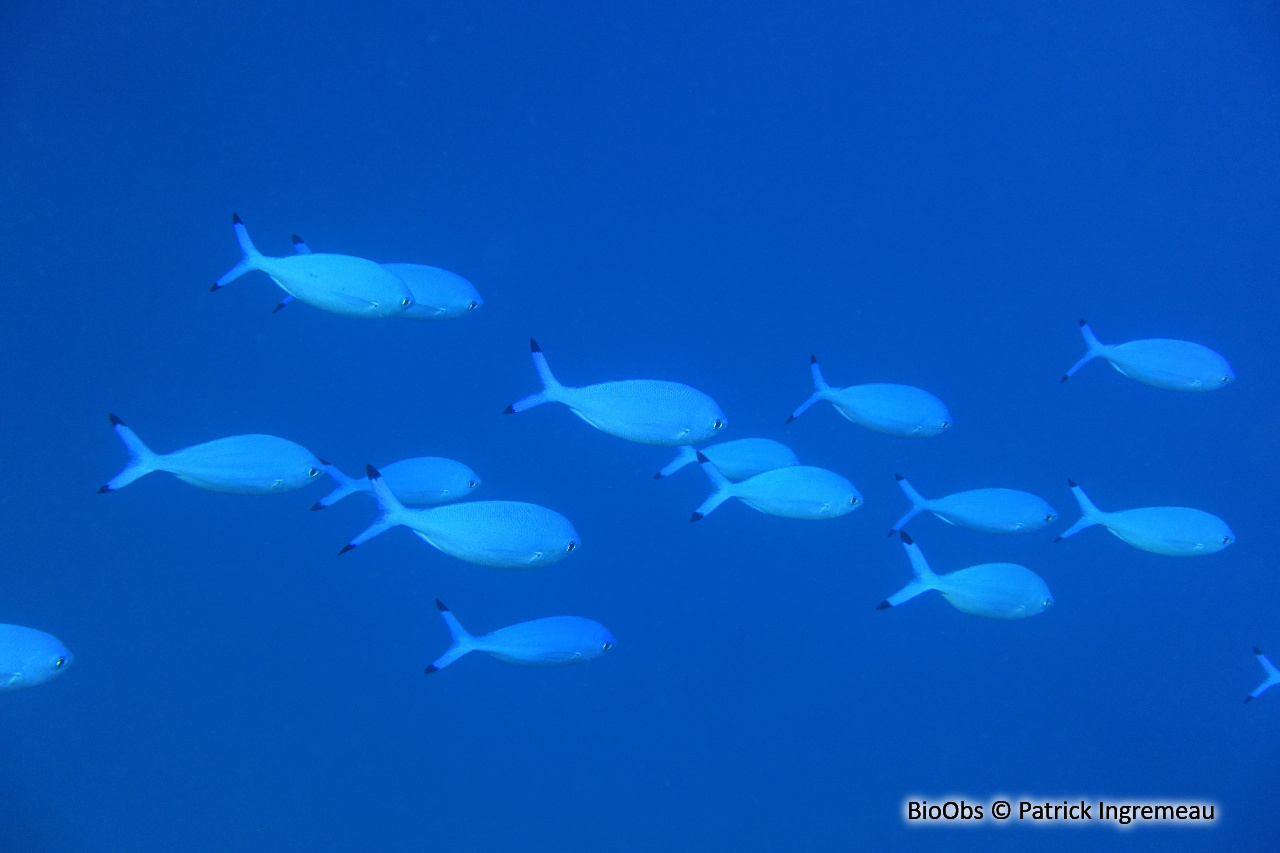 Caesio à croissant - Caesio lunaris - Patrick Ingremeau - BioObs