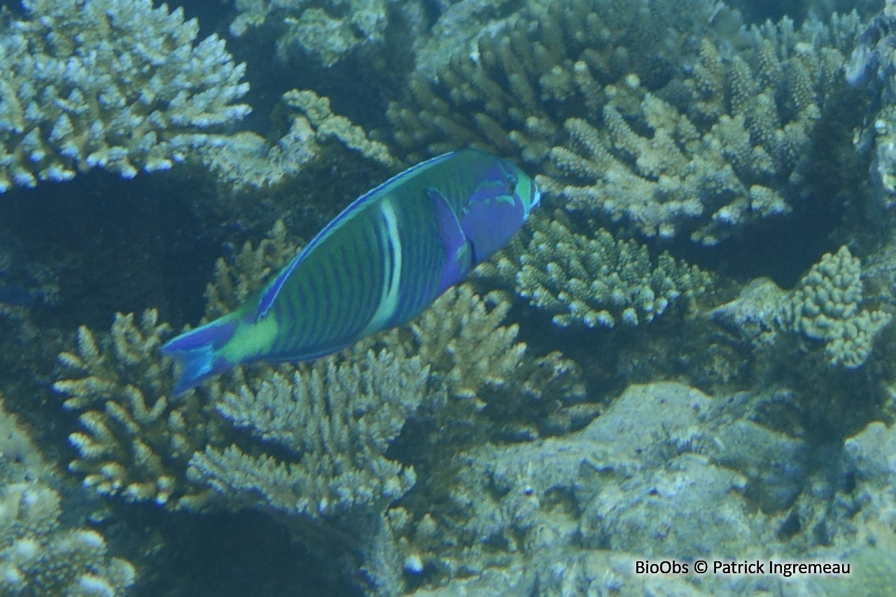 Labre annelé - Hologymnosus annulatus - Patrick Ingremeau - BioObs